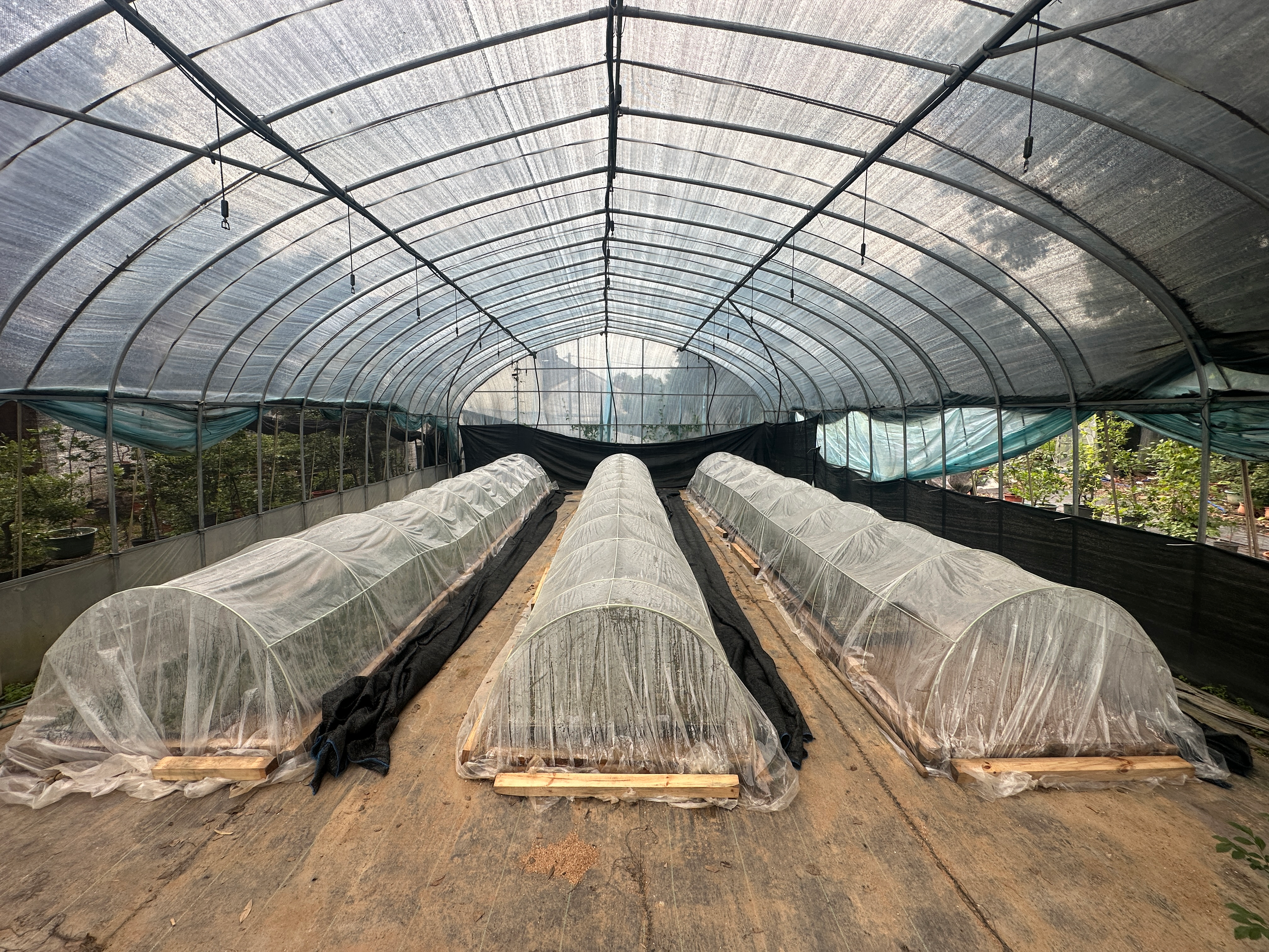 Wild selection process