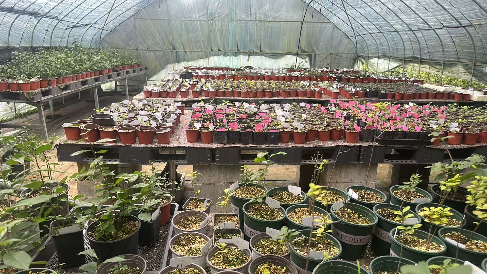 Grafting technique