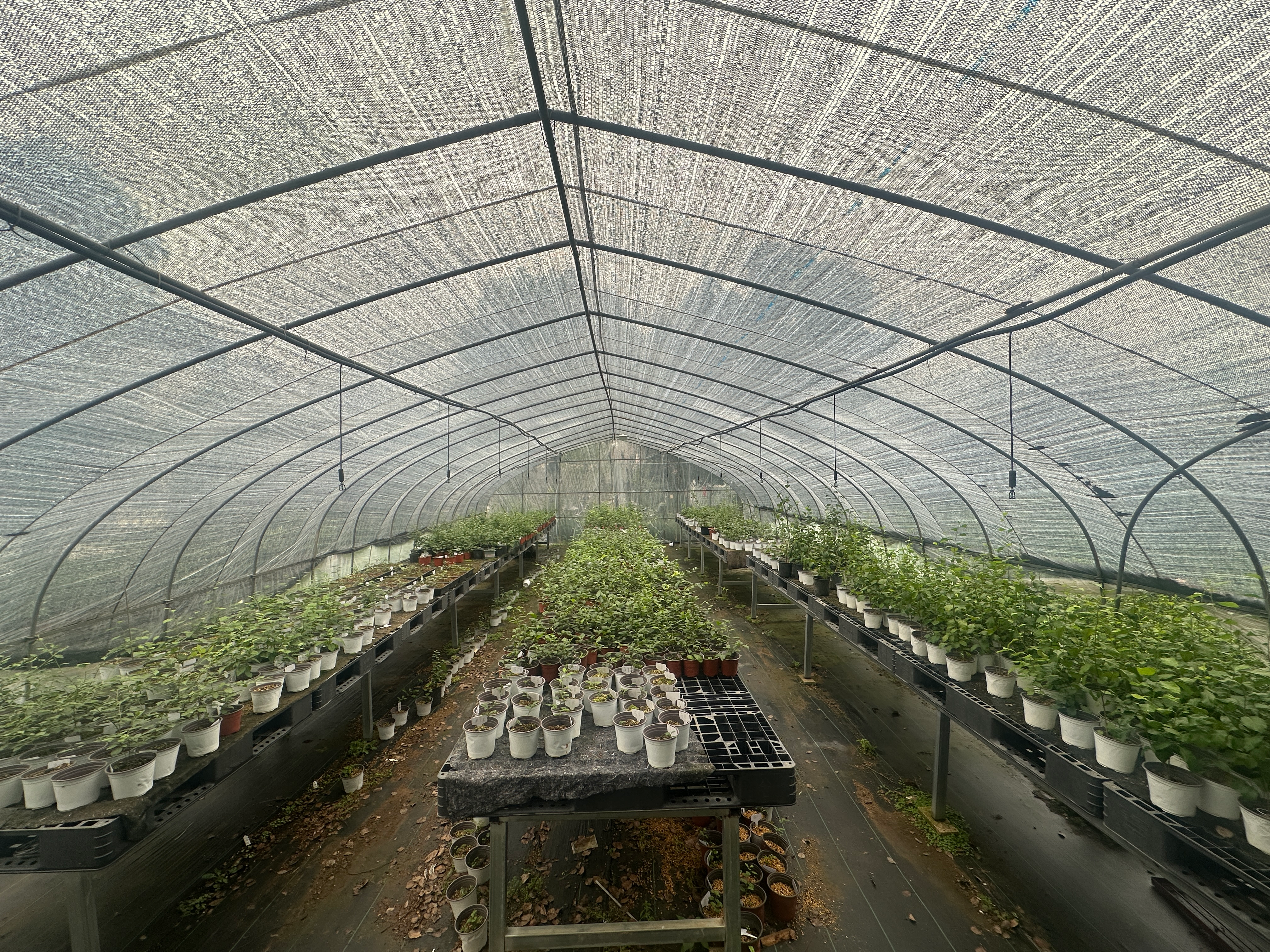 Root propagation